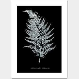 Fern - Gymnogramma Ochracea - X-ray effect - 02 Posters and Art